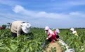 甘肃灵台引来灌溉活水 蔬菜产业“椒”香四溢