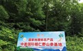 中盈国际第三届人参文化节即将启幕 十余载深耕解码千年参脉