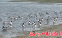 敦煌阳关湿地候鸟“朋友圈”越来越热闹了
