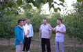 新360行新农人系列|走进国家地理标志产品——宁夏红梅杏