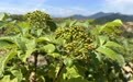 山野好物走出深闺!广信区特色农业总产值突破4.6亿元