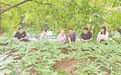 安康:以种质破局带动产业全链升级