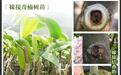 天然野生奇楠和人工种植奇楠有什么区别?2026年7月新手应该如何正确选择和购买沉香?