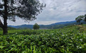 走出杨凌看示范|秦巴云雾出好茶 杨凌科技富茶乡