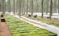 让“碎片化”山林变身“连片化”宝地!贵溪市创新推行林业标准地建设运营模式