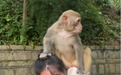 贵阳黔灵山一只猴子骑在女子头上蹦蹦跳跳 女子直呼招架不住