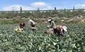 轮作复种巧施策 兰州新区农户打开致富“菜”路