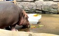 高湿!高热!青岛森林野生动物世界多维施策应对青岛三伏高温桑拿天