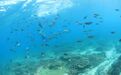 海南一地曝光6起无证潜水典型案例