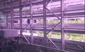 沙漠上的植物工厂 为陕北大地增添“科技绿意”