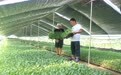立秋农事忙 柘城东军育苗基地培育亿株种苗畅销多地