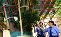 检察官出手,800年濒危罗汉松抽新芽