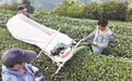 夏茶“变形记” 从无人问津到亩均增收超2000元