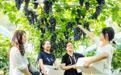 鲁山县:生态葡萄挂满枝 硕果累累富乡邻