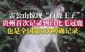 【#贵州发现一只白化毛冠鹿# 】#国内第5次发现罕见白化毛冠鹿# 8