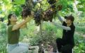 葡萄丰收“萄”人醉 农旅融合促振兴——安徽省庐江县盛桥镇特色产业赋能乡村发展