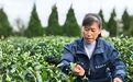 青岛乡里乡亲丨乡土文化带头人 海青镇制茶师刘洪美:一片茶叶里的“匠心”与“共富路”