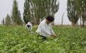 如何让“白色花朵”富民增收 甘肃金塔给出解题思路