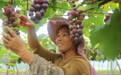 九江湖口:葡萄采摘正酣 “甜蜜经济”点亮乡村致富路
