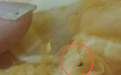 消费者投诉三只松鼠无骨凤爪有死蚊子,售后态度强硬:不寄回产品不赔偿