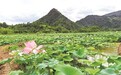 鹰潭贵溪:抛荒地结出“致富莲”(图)