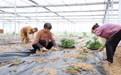 衡山:秋延后辣椒种植忙 40天抢“鲜”上市供应至年底