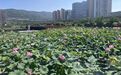 甘肃天水:荷风送香初秋至 生态美景引客来