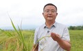 桐城水稻增产21.13%的绿色丰产答卷——田间见证鲁花花生肽肥“四两拨千斤”的实效力量