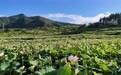 有“颜”有“值”!莲花县百亩莲田采摘正当时