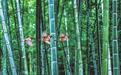 草木流韵 山河入画