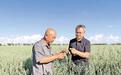 张家口:莜麦“耐雨”新品种,产量翻了一番多