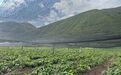 【甘快看】一株野草 何以改变一座16万人小县城“钱”景