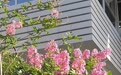 谁道花无红百日 高新街头紫薇浪漫超长待机