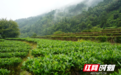 宜章县莽山瑶族乡:秋雨绵绵采茶忙