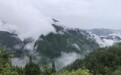 云宫茶业:三伏尽处灵芽润,北纬31°中国散典茶之乡敬献秋日健康