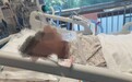 45岁女子剖宫产身亡,鉴定结论三度反转