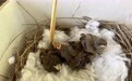 生态新区:五只精灵重生 安家秦王川湿地公园