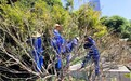 武汉市民可提前一个月观赏红叶:洪山广场红枫“催红”迎国庆