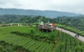 雅安名山:红星镇借“千里江山图”IP之势,走活茶旅融合富民棋