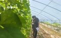 甘肃灵台盘活沉睡资产 聚宝“棚”里藏富“蔬”经