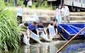 安徽省休宁县:开展增殖放流活动 守护渔业生态资源