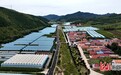 承德围场满族蒙古族自治县:拧成一股绳 种出“致富果”