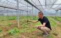小果子长成大产业!上虞以“种育产融”推进“仙果+”共富实践