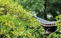 闻到没?长沙首波桂花开啦