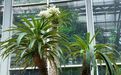 狼牙棒红花玉蕊相映成趣 省植物园等你来赏花