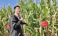 昭苏县举办青贮玉米品种筛选种植成果观摩会 激活农牧发展新动能