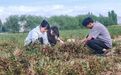 乌什县:志愿服务助秋收 为民解忧暖人心