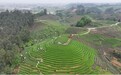 进入省级赛道!眉山东坡区思蒙镇入围全省50个拟培育对象