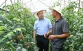 让高山菜更富民 让智治网更管用——南川区委书记马奇柯调研时强调党建引领乡村振兴
