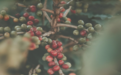 Coffee Walk | 云南咖啡豆的啡凡之旅